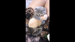 Best funny animal videos