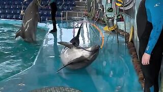 Playing dolphin ????????
