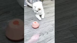 Funny Animal Moments