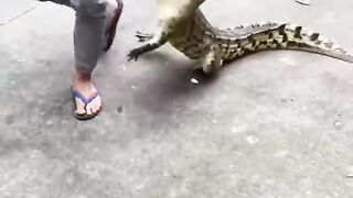 Viral funny baby crocodile on road|If you like follow me