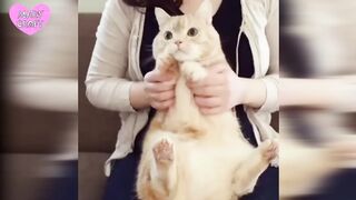 Dencing cats