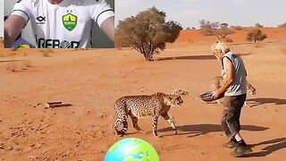 Tratados dos leopardos bases de carnes continente Africano