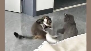 Funny videos from Tik Tok