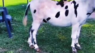 Funny videos from Tik Tok