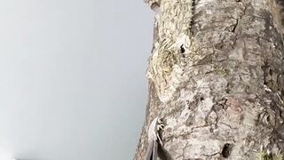 Invisible iguana species|amazing animal