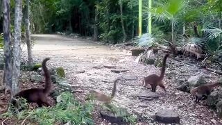 Real life Jurassic Park