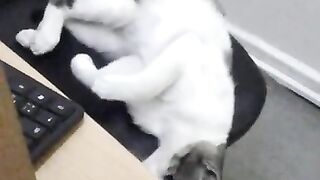 Cute Cat At Work