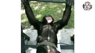 Funny Animal Videos 2023| Funniest Animals Funny Video