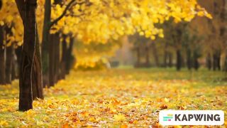 Relaxing Music, beautiful nature and refreshing and Music, backgroud Music. Meditation