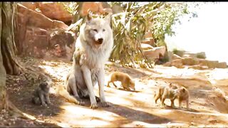 Animals video animals movie clips