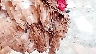 Turkey Hens Male & Female | Jawad Munawar