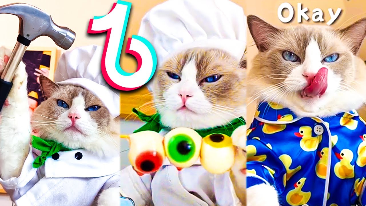 That little puff. Puff Cat tik Tok. That little Puff liютюб шапка.