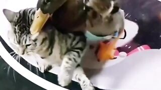 Cat vs Duck Funny Fighting ♥️|must watch|Subscribe