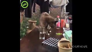 Funny Cats Compilation (Most Popular