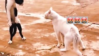 Fighter funny cat