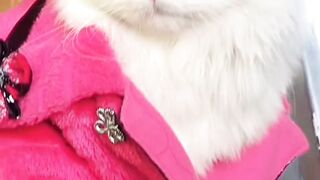 A beautiful and cute cat.