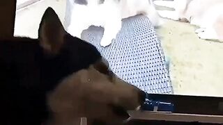 The most interesting actions of animals 2023 | funnyanimals 2023 | Funny moments
