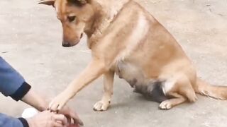 Smart Dog with cute puppies