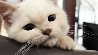 CUTE CATS 3
