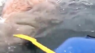 Animal moments that still need an explanation #animals #wildlife #explanation