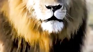 Mama Chita Vs Lion #chita #cub #lion #king #trendingreels