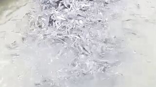 Pilih BIBIT LELE ukuran ini untuk PEMBESARAN lele agar cepat PANEN