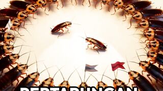 Cockroach King Fight on a Plate