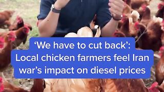 Local chicken farmers feel iran war's impact on diesel prices