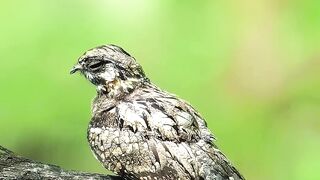 Let’s step into the world of birds #wildlife #nature #peacock #birds