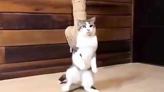Funny cats compilation 10