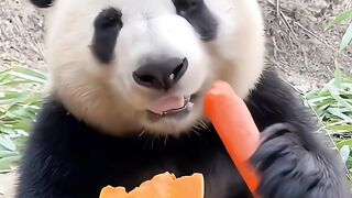 Cute Panda 2