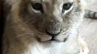 Beautiful animal 2 2