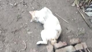 funny cat 133
