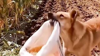 The World's Most 'Helpful' Farm Dog! Watch Until The End... ????????