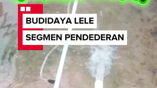 Segmen budidaya lele ini sangat menguntungkan❗Interested