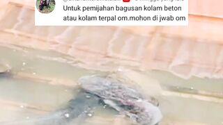 Plus-Minus kolam TERPAL kolam BETON kolam Plastik untuk PEMIJAHAN lele