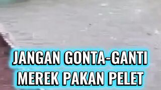 Jangan GONTA-GANTI merek pakan❗Konsisten dengan SATU MEREK
