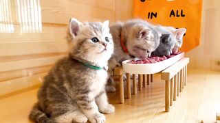 Super Cute Cat That Will Melt Your Heart! ????