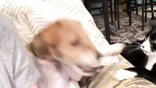 Dog Vs Cat - Who Wins?