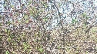 Is your Garden trying to tell you Something? The Curious case of the Noisy Rosehip