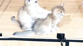 Kucing lucu pijat pijat di kamar