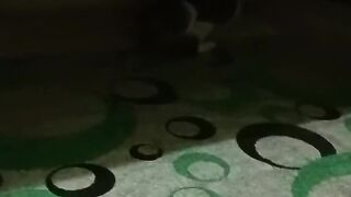 kucing menangkap tikus