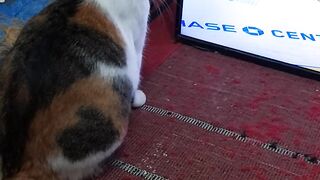 Setiap hidupkan tv dan bermain game, kucing saya selalu seperti ini