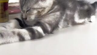 Kitty: I don't know this person, stay away.