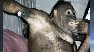 Kisah sedih Orangutan bernama Pony