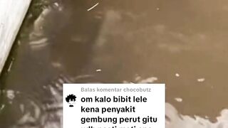 Lele KEMBUNG isi PAKAN isi ANGIN atau isi AIR❗Begini cara mengatasinya