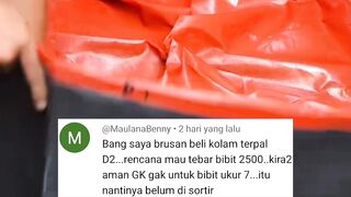 Tebar 2.500 ekor dikolam D2 sampai PANEN❗itu sangat BERESIKO