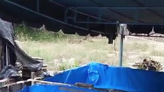 RESIKO budidaya lele dikolam TERTUTUP❗Air kolam BUTEK dan BAU