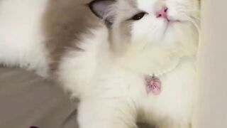 coba kalau ga terpesona