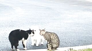 Dog Vs Cat - Who Wins? 2